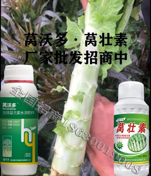 為峰肥業萵壯素,萵筍膨大為峰肥業萵筍葉面肥用的時間