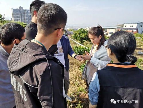 走進果園 中墾肥業農業專家親赴廣西砂糖桔種植基地 交流施肥經驗