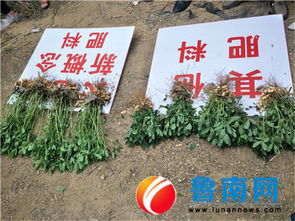 山東新概念肥業秋季花生觀摩會在莒縣召開