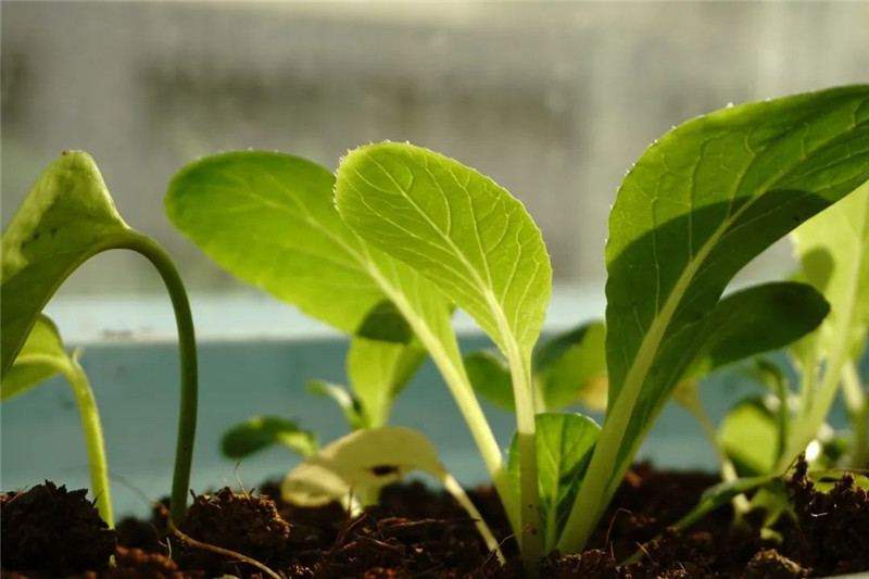 �S��ԓ���ʹ�ò��ܰl(f��)�]���^�߃r(ji��)ֵ��